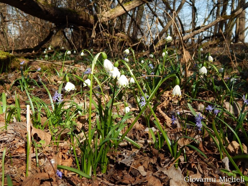 Ambientazioni : fiori tra i fiori